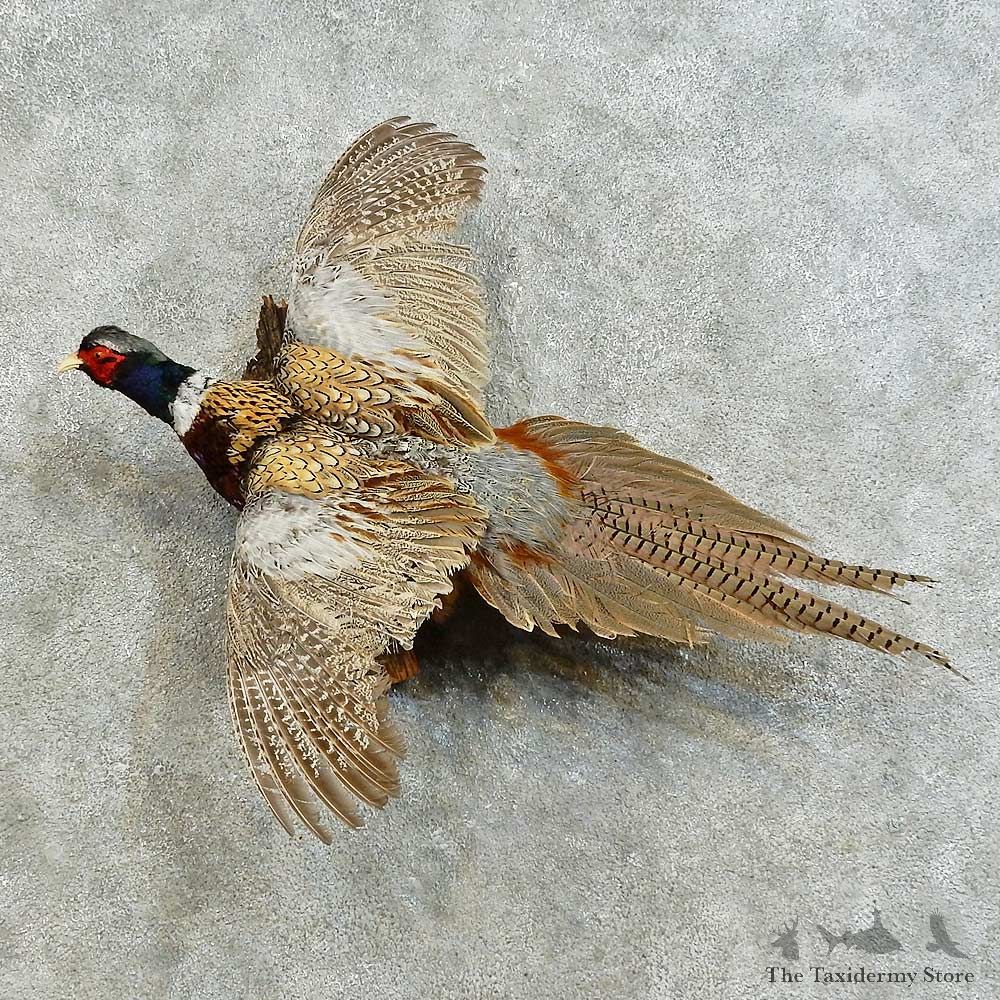 Ringneck Pheasant Bird Mount For Sale #16174 @ The Taxidermy Store