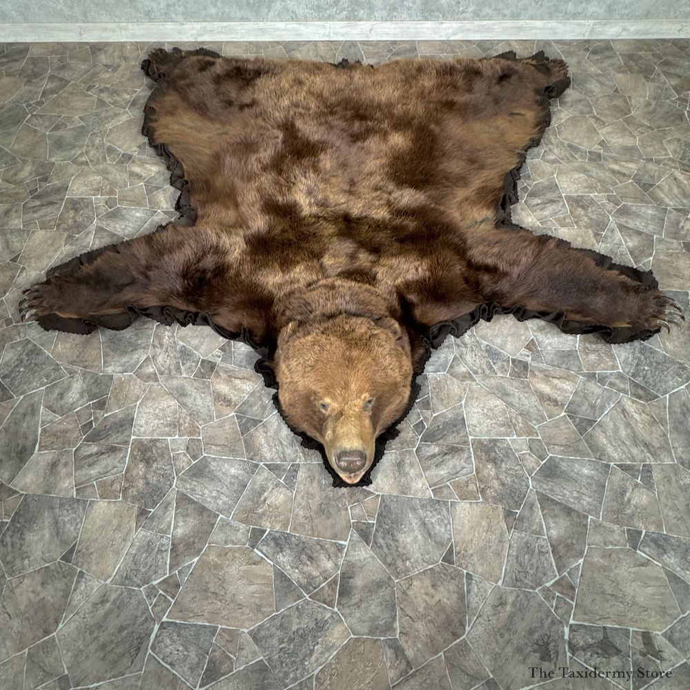 Grizzly Bear Full Size Rug Mount For Sale #29316 @ The Taxidermy Store