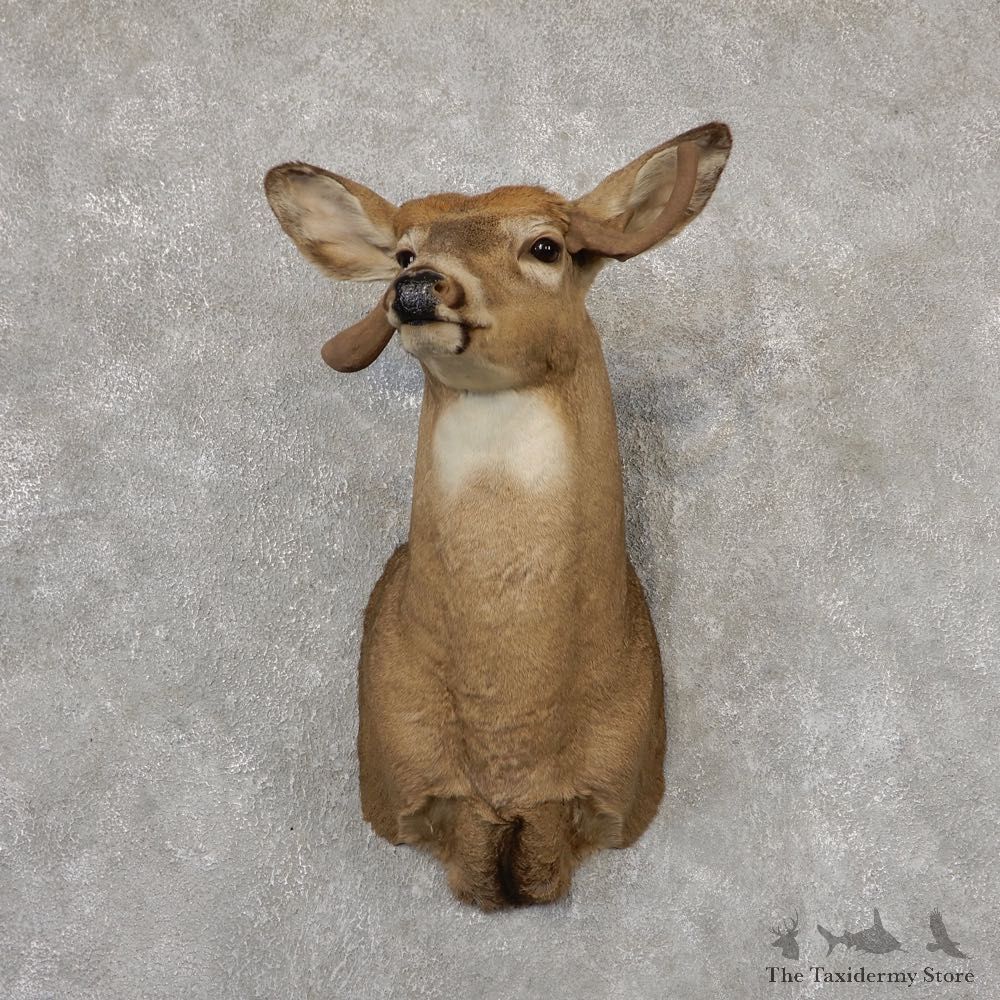 Whitetail Deer Shoulder Mount #18822 For Sale - The Taxidermy Store