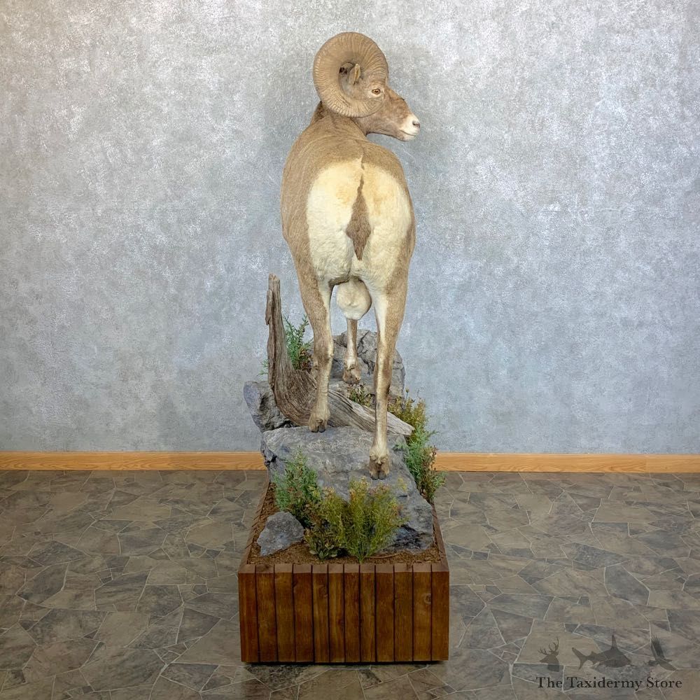 Wyoming Bighorn Sheep Life-Size Taxidermy Mount #23656 For Sale - The Taxidermy Store