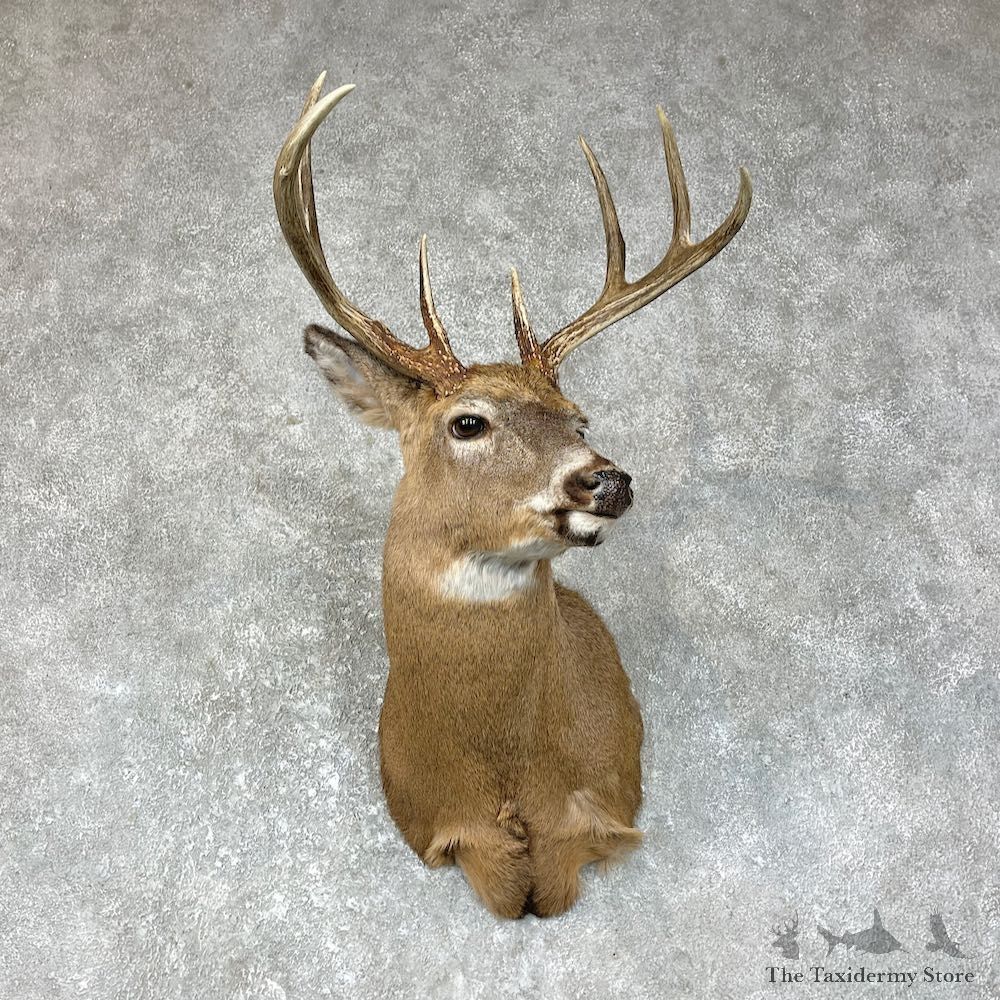 Whitetail Deer Shoulder Mount #25702 For Sale - The Taxidermy Store