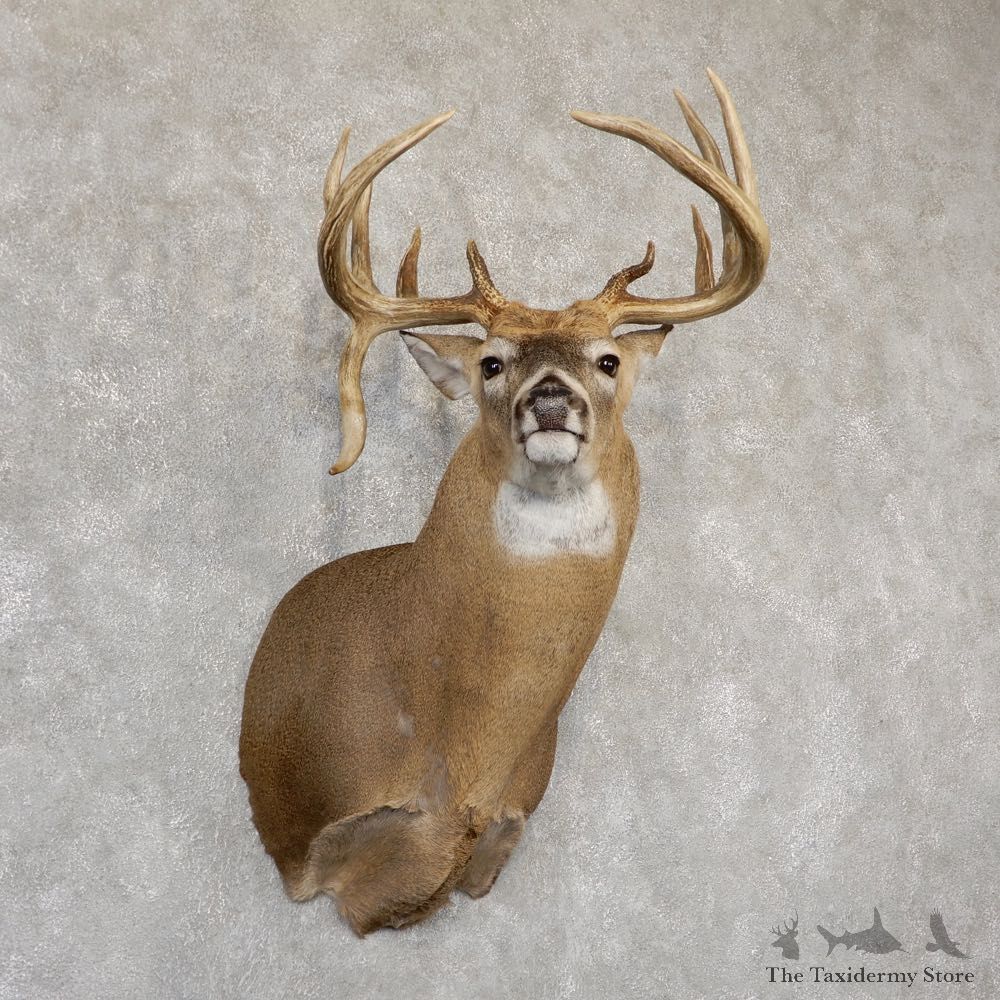 Whitetail Deer Shoulder Mount For Sale #18940 @ The Taxidermy Store