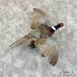 Ringneck Pheasant Bird Mount For Sale #31457 @ The Taxidermy Store