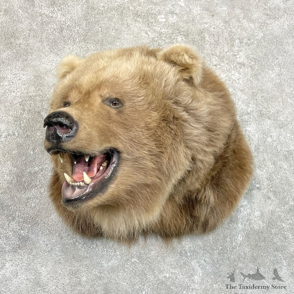 Grizzly Bear Shoulder Mount For Sale #27782 @ The Taxidermy Store