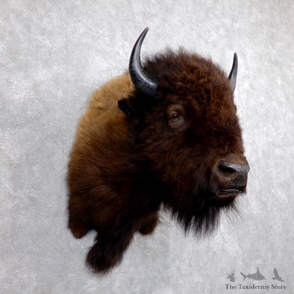 American Buffalo Shoulder Mount For Sale #18606 - The Taxidermy Store