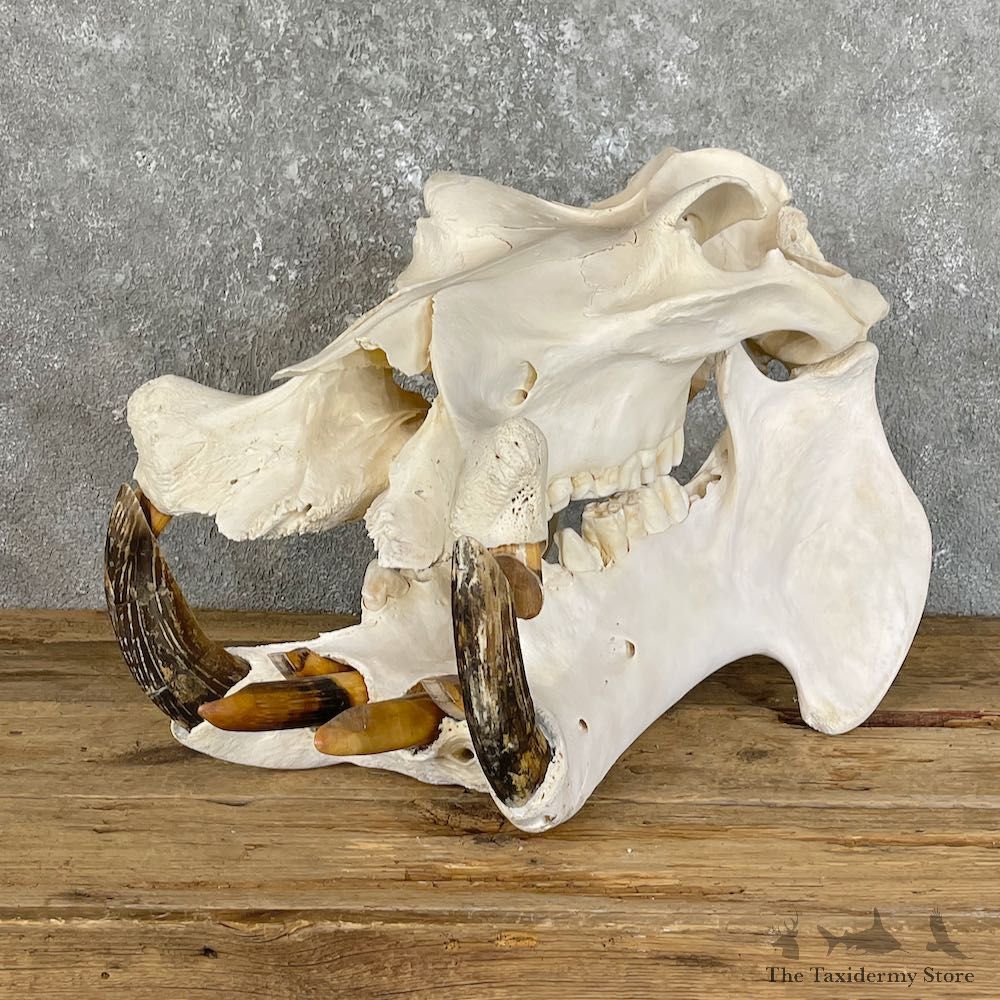 Hippopotamus Full Skull Mount For Sale #25818 @ The Taxidermy Store
