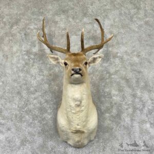 Fallow Deer Shoulder Mount For Sale #31545 @ The Taxidermy Store