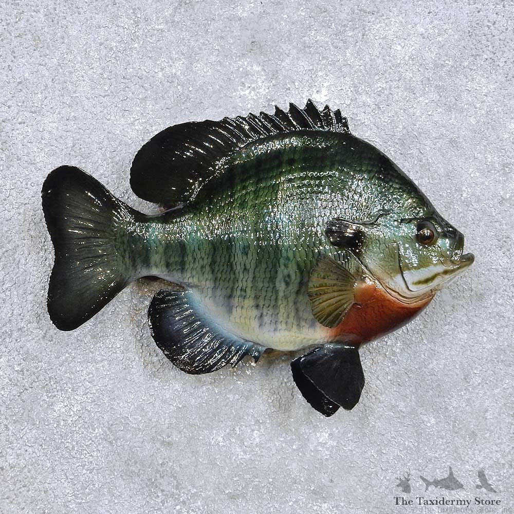 Bluegill Fish Mount For Sale #14219 @ The Taxidermy Store