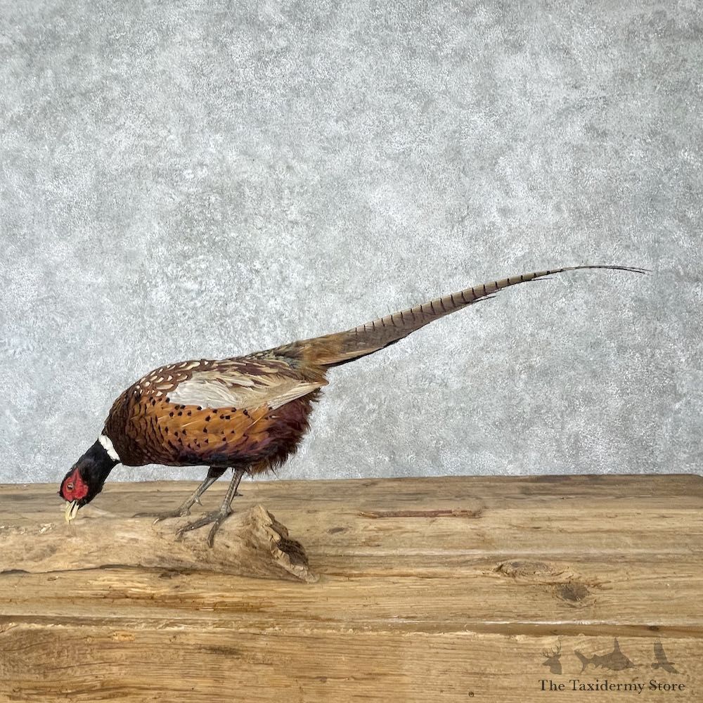 Ringneck Pheasant Bird Mount For Sale #27209 @ The Taxidermy Store
