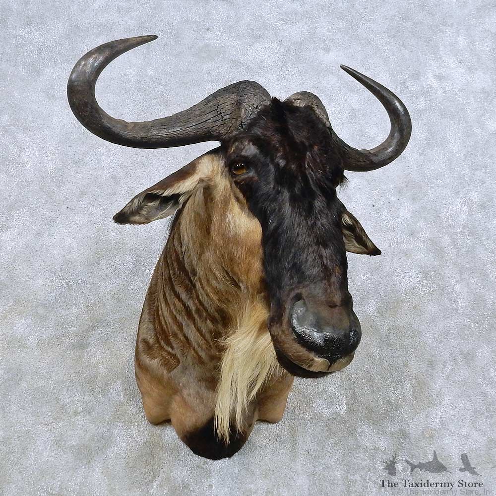 Blue Wildebeest Shoulder Mount For Sale #14588 @ The Taxidermy Store