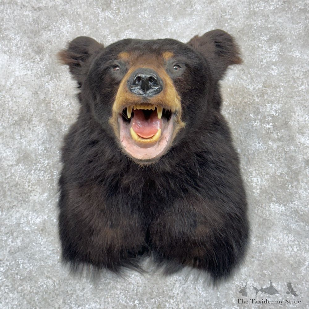 Black Bear Shoulder Mount For Sale #29846 @ The Taxidermy Store
