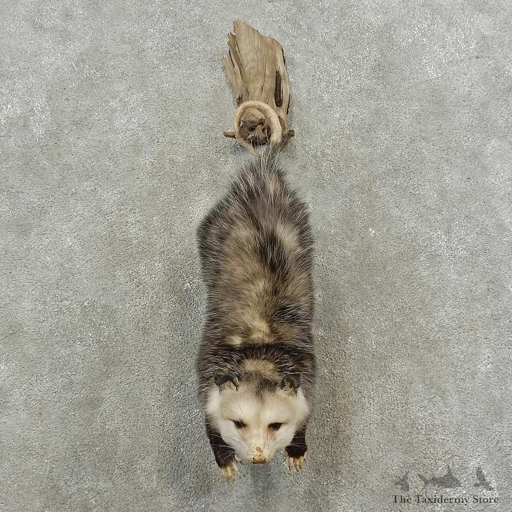 Wall-Hanging Opossum Mount For Sale #16723 @ The Taxidermy Store