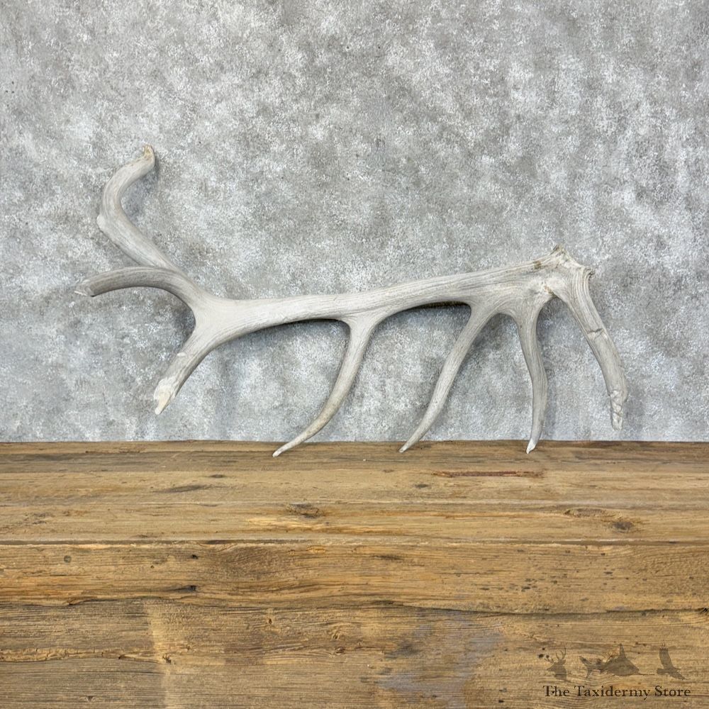 Elk Antler Shed Decor For Sale #29333 @ The Taxidermy Store
