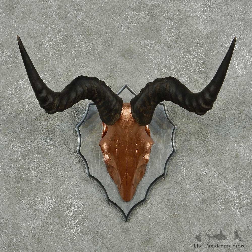 Hartebeest Painted Skull Horns European Mount #13818 For Sale @ The Taxidermy Store