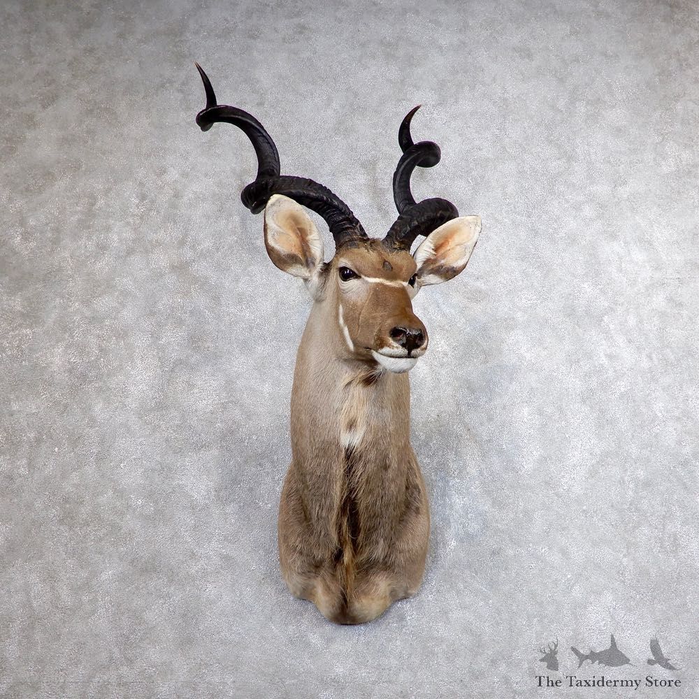 Greater Kudu Shoulder Mount For Sale #18617 @ The Taxidermy Store