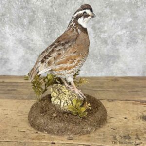Bobwhite Quail Rooster Bird Mount For Sale #32269 @ The Taxidermy Store