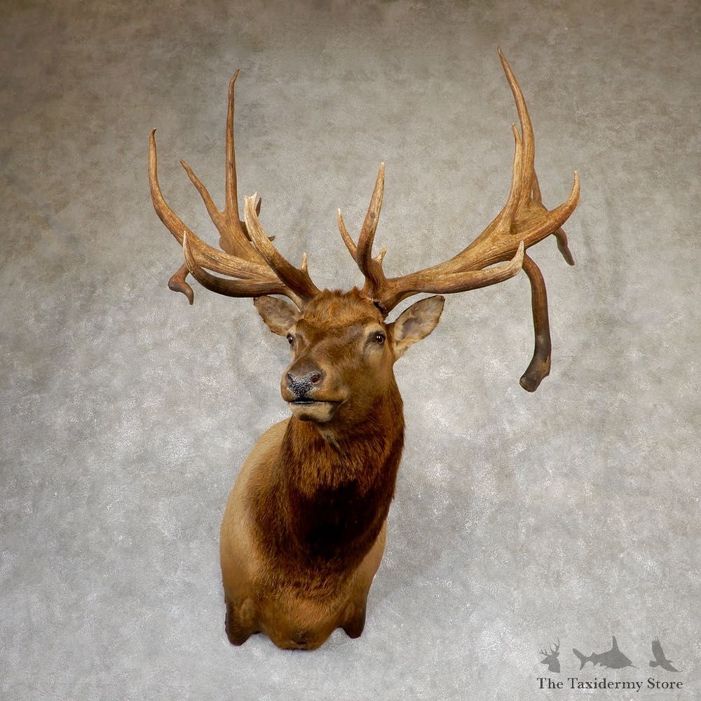 Rocky Mountain Elk Shoulder Mount For Sale #18983 @ The Taxidermy Store