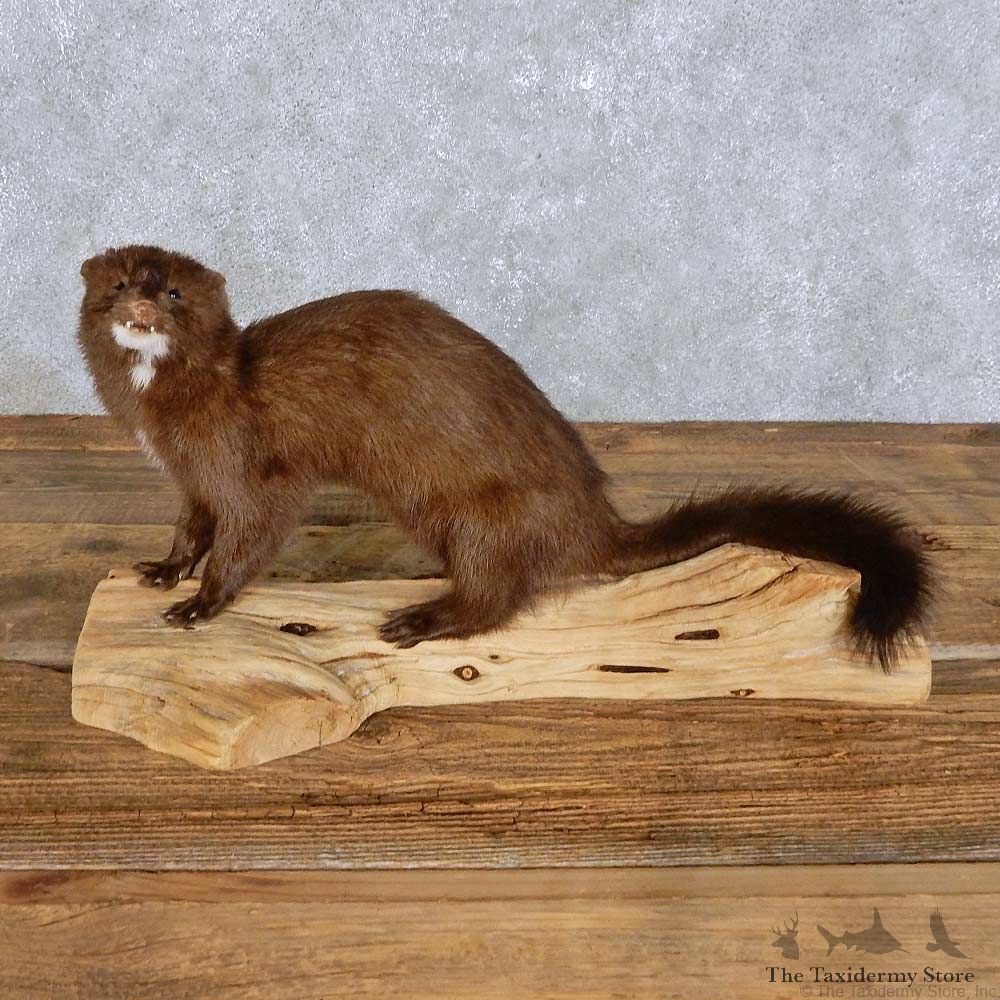 Standing American Mink Mount For Sale #14406 @ The Taxidermy Store