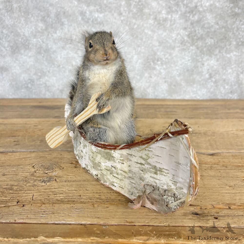 Canoe Squirrel Novelty Mount For Sale #28589 @ The Taxidermy Store