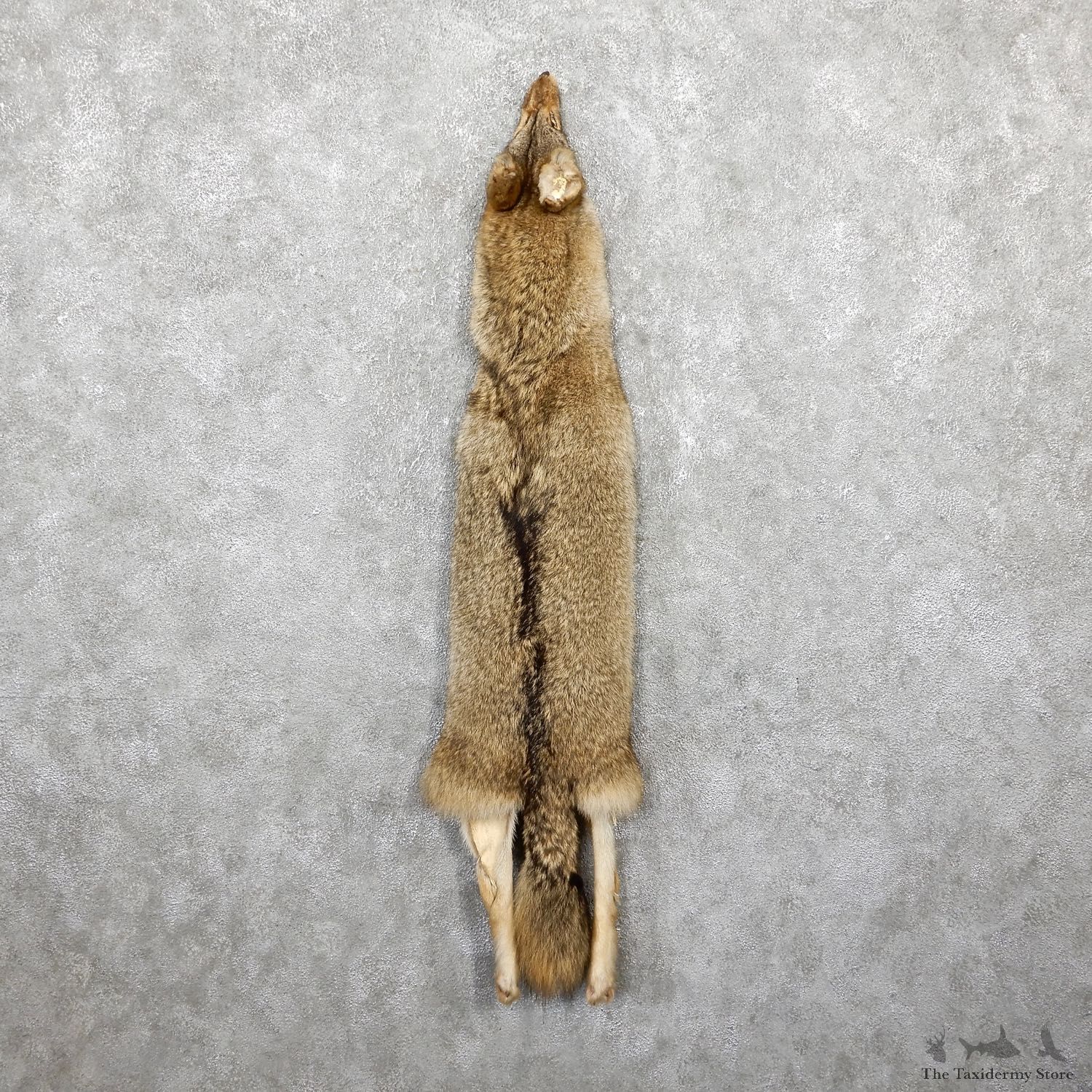 Coyote Tanned Hide For Sale #19428 @ The Taxidermy Store