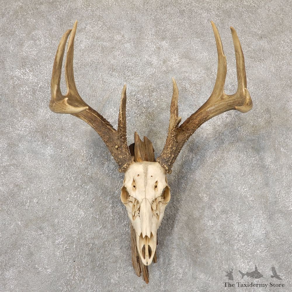 Whitetail Deer Skull European Mount For Sale #18874 @ The Taxidermy Store