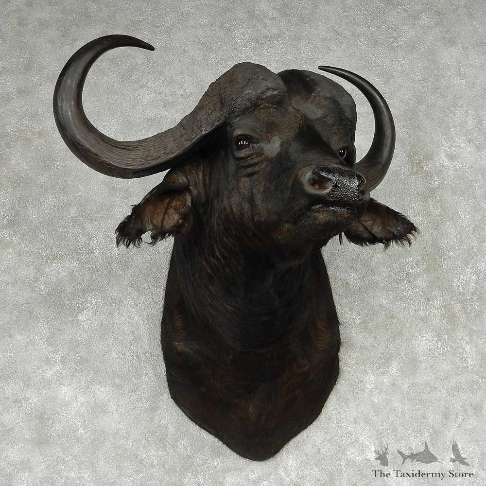 African Cape Buffalo Shoulder Mount #13803 For Sale @ The Taxidermy Store