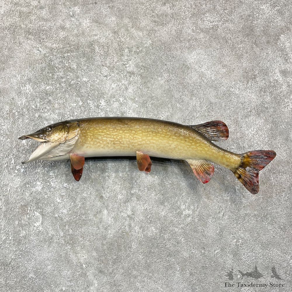 Northern Pike Fish Mount For Sale #25937 @ The Taxidermy Store