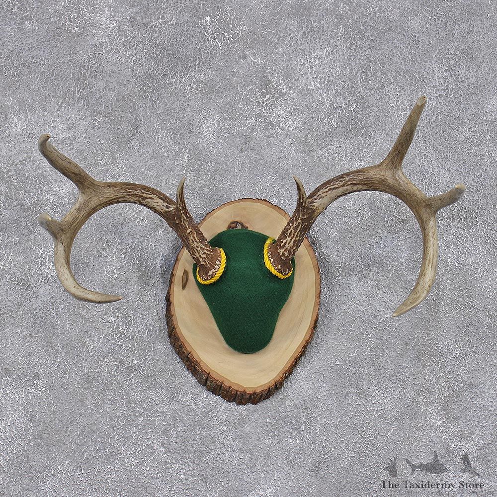 Whitetail Deer Taxidermy Antler Plaque Mount #12444 For Sale @ The Taxidermy Store