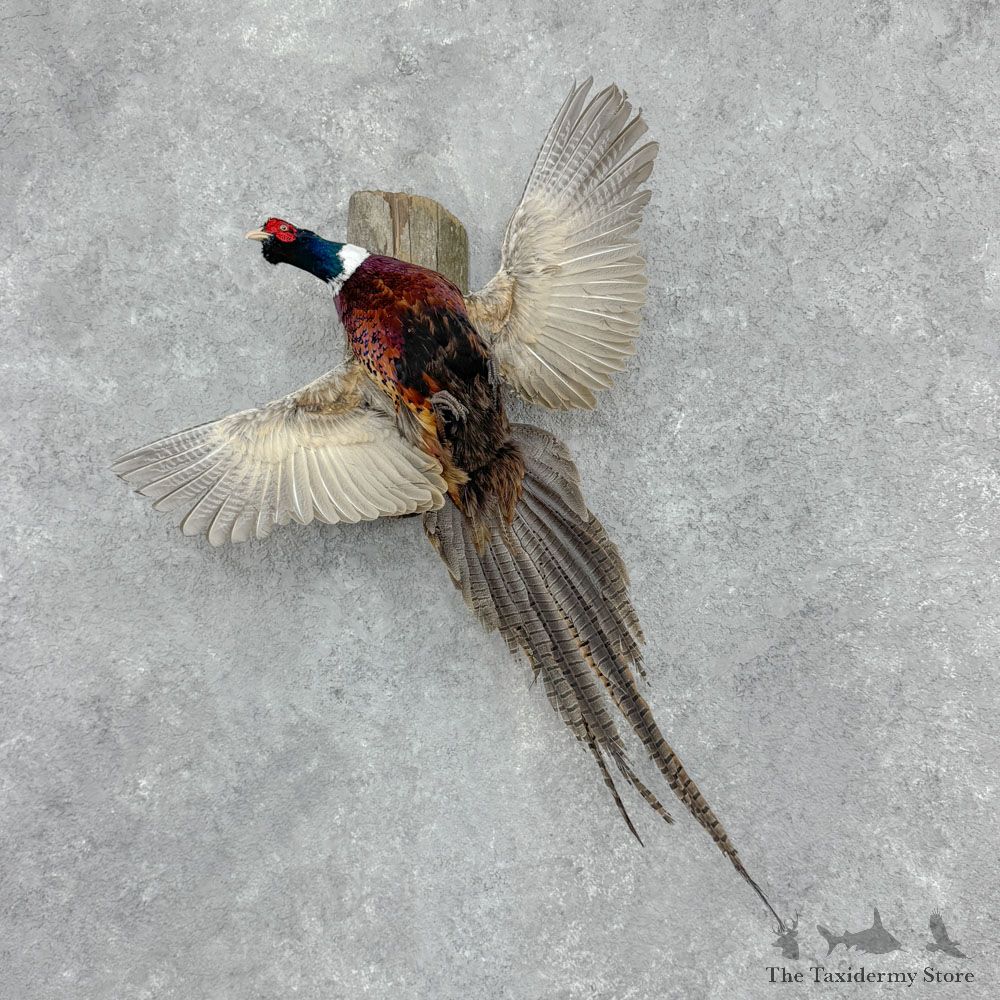 Ringneck Pheasant Bird Mount For Sale #32412 @ The Taxidermy Store