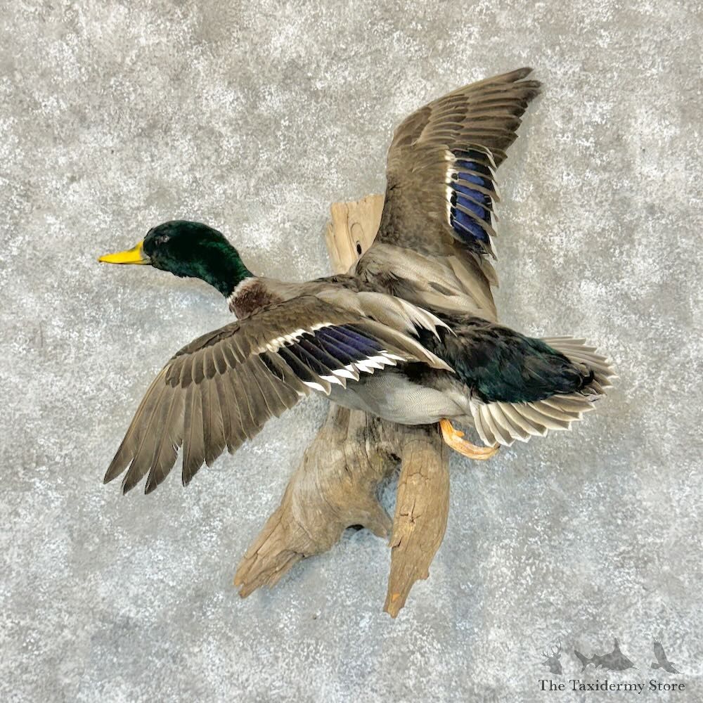 Mallard Duck Drake Mount For Sale #29140 @ The Taxidermy Store