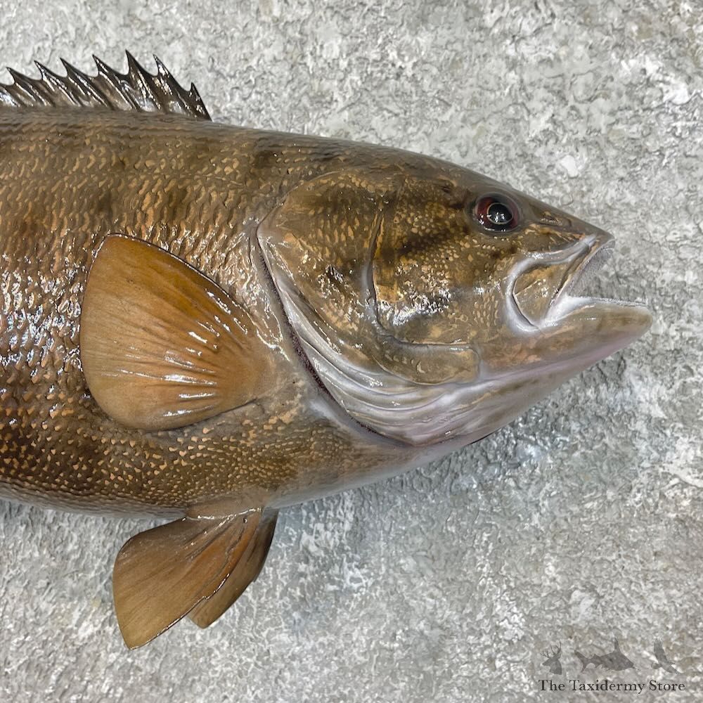 Smallmouth Bass Fish Mount For Sale #27541 @ The Taxidermy Store