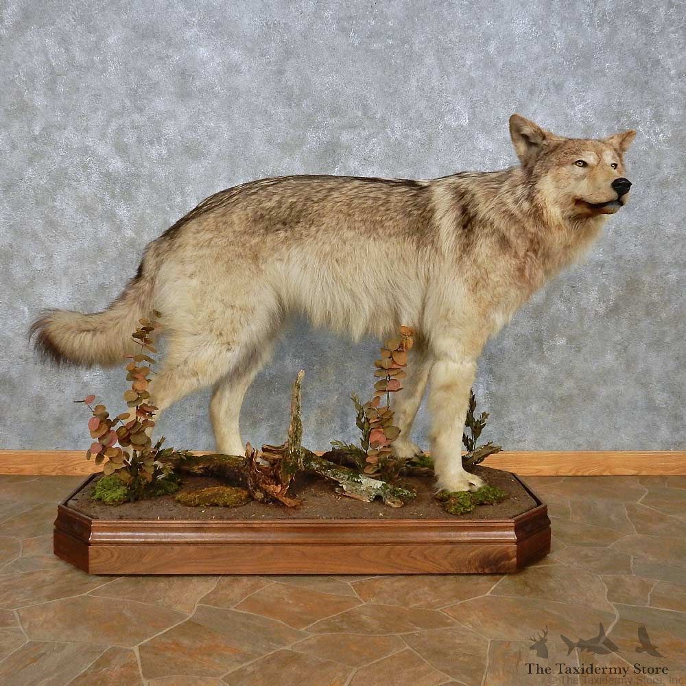Alaskan Gray Wolf Life-Size Mount For Sale #15029 @ The Taxidermy Store