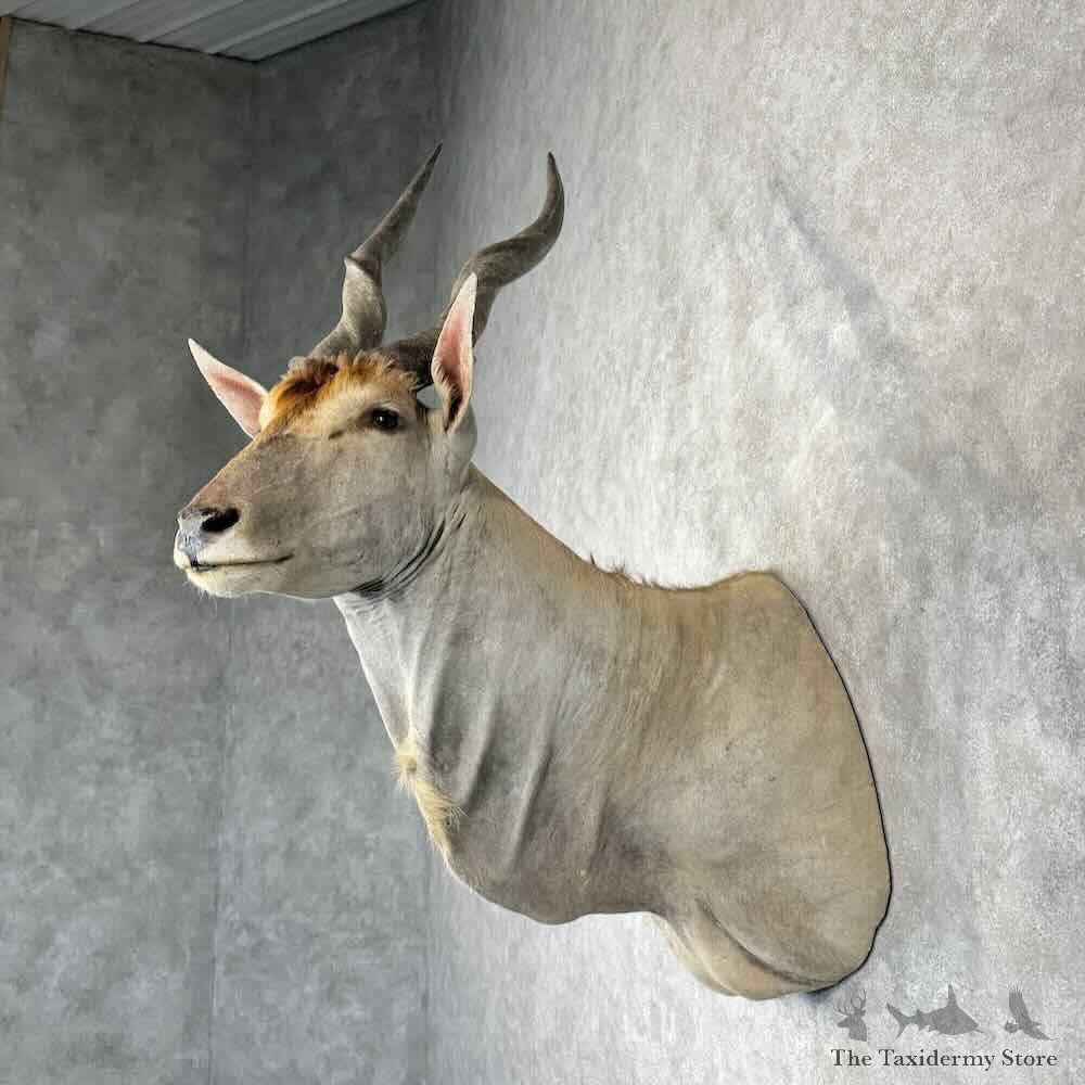 Common Cape Eland Shoulder Mount For Sale #30425 @ The Taxidermy Store