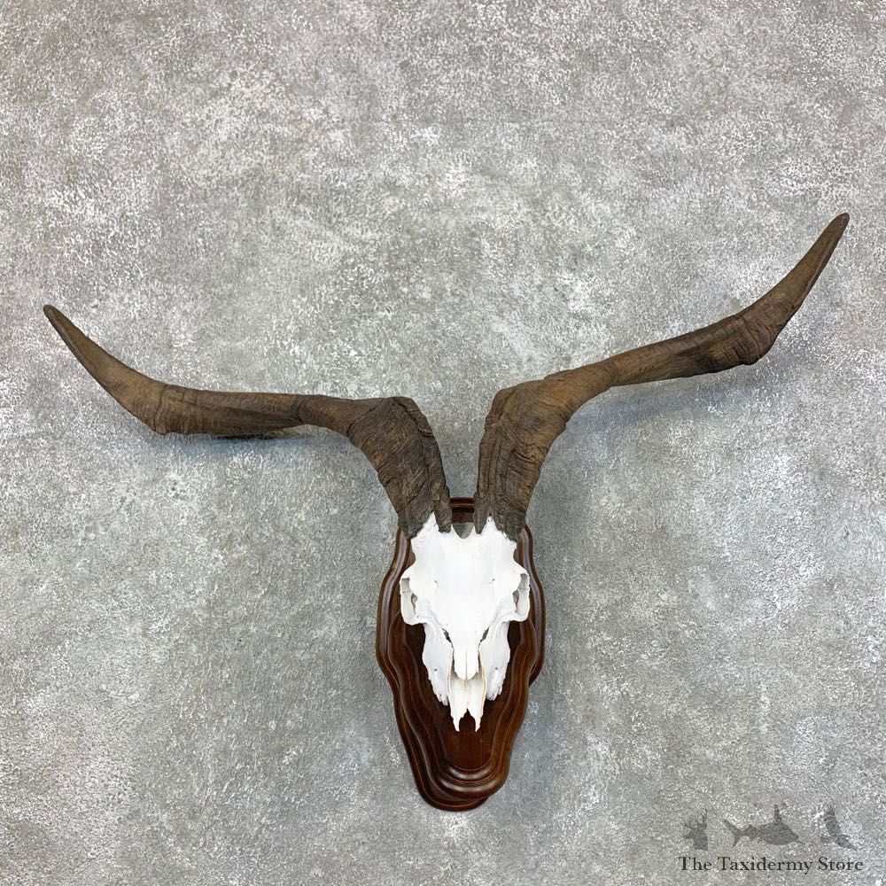 Catalina Goat European Mount For Sale #23433 @ The Taxidermy Store