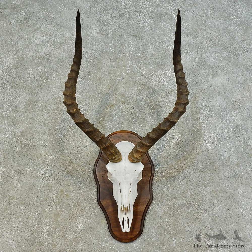 Impala Skull & Horn European Mount For Sale #16362 @ The Taxidermy Store