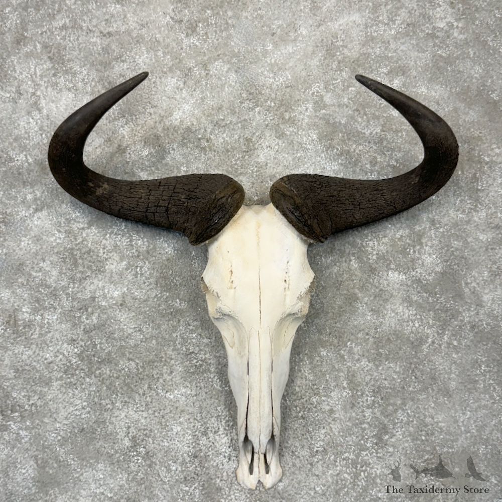 Blue Wildebeest Skull European Mount For Sale #29823 @ The Taxidermy Store