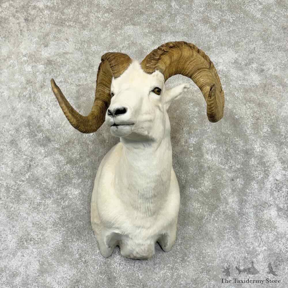 Dall Sheep Ram Shoulder Mount For Sale #31555 @ The Taxidermy Store
