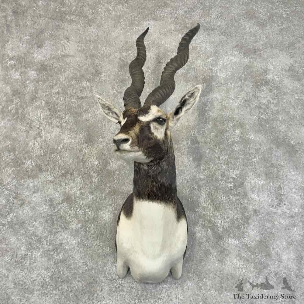 India Blackbuck Shoulder Mount For Sale #31322 @ The Taxidermy Store