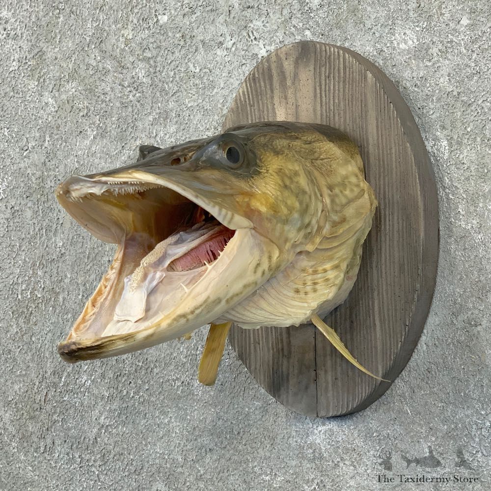 Northern Pike Shoulder Fish Taxidermy Mount For Sale #23592 @ The Taxidermy Store