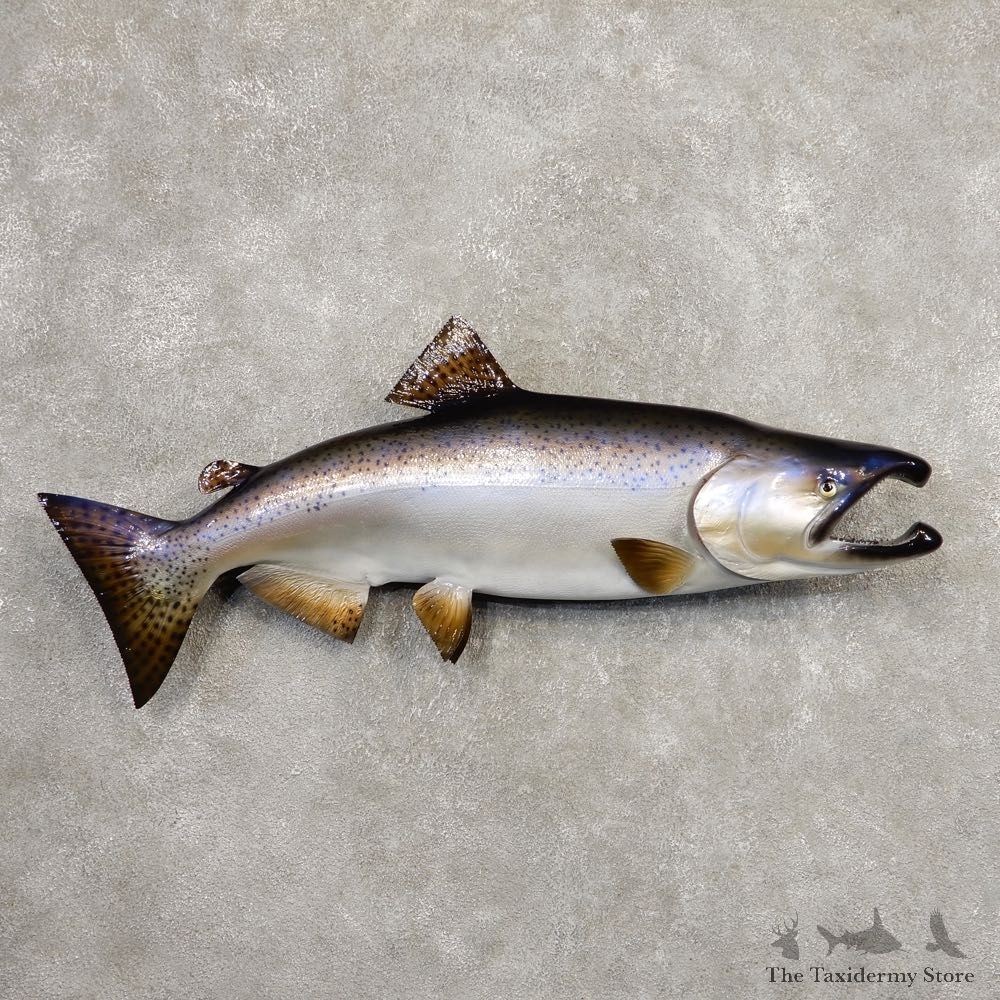 King Salmon Fish Mount For Sale #20342 @ The Taxidermy Store