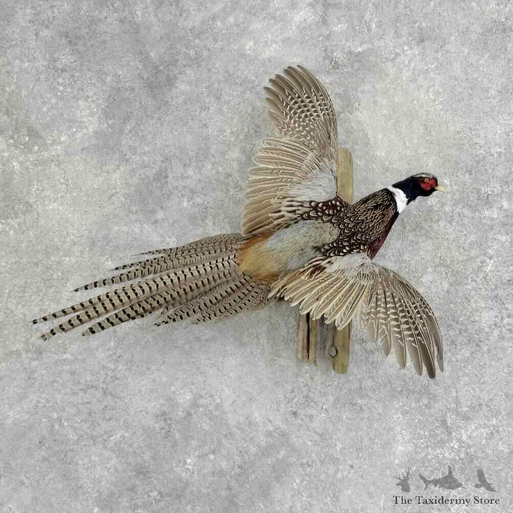 Ringneck Pheasant Bird Mount For Sale #32364 @ The Taxidermy Store