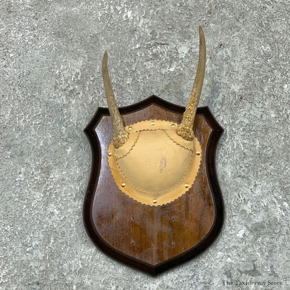 Whitetail Deer Antler Plaque Mount For Sale #22669 @ The Taxidermy Store