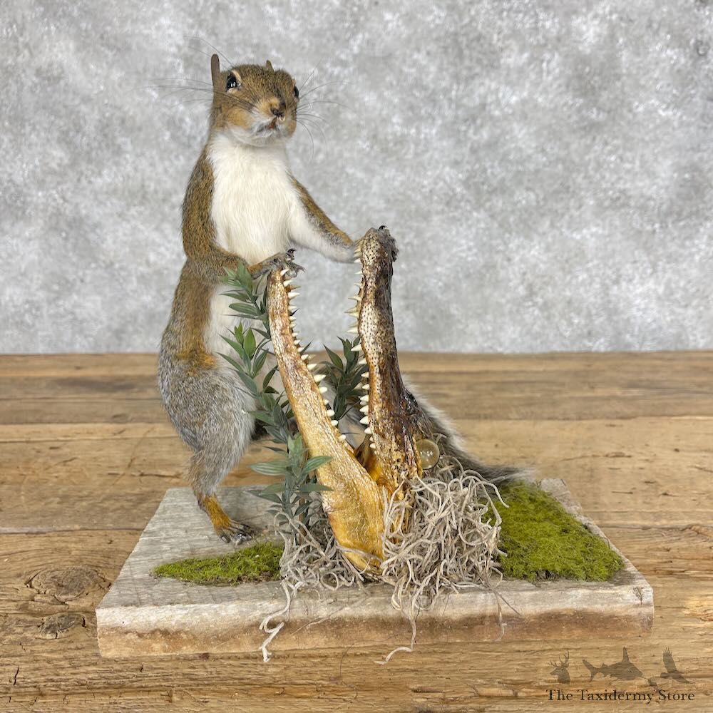 Novelty Grey Squirrel Mount For Sale #28635 @ The Taxidermy Store