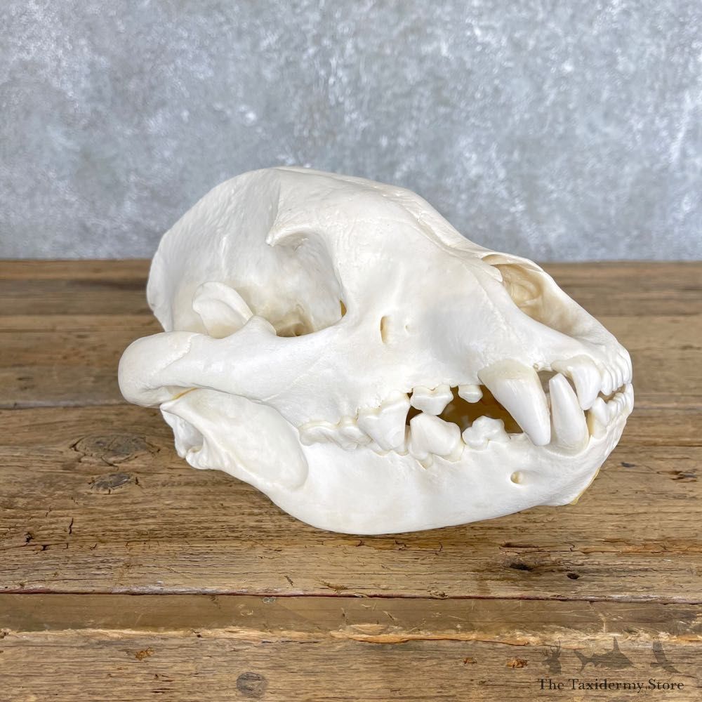 African Spotted Hyena Full Skull Taxidermy Mount #24205 For Sale @ The Taxidermy Store