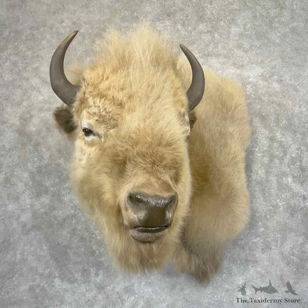 White American Bison Wall Pedestal Mount For Sale #31944 @ The Taxidermy Store