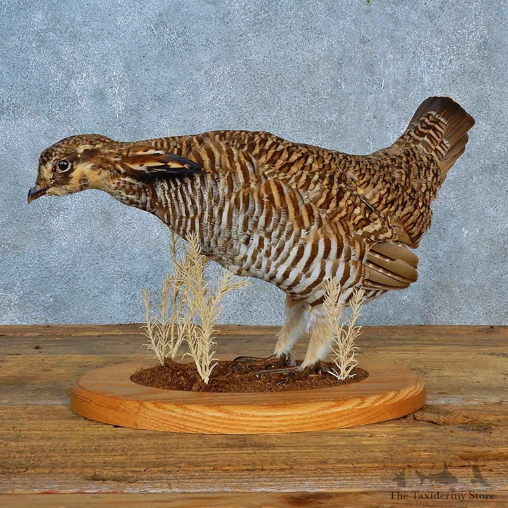 Greater Prairie Chicken Bird Mount For Sale #15567 @ The Taxidermy Store