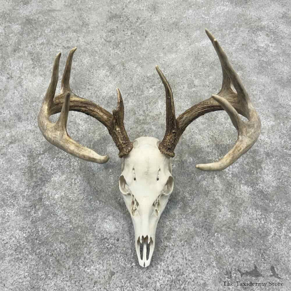Whitetail Deer Skull European Mount For Sale #32156 @ The Taxidermy Store