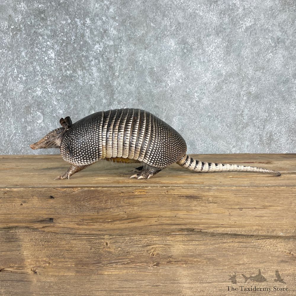 Armadillo Life-Size Mount For Sale #25505 @ The Taxidermy Store