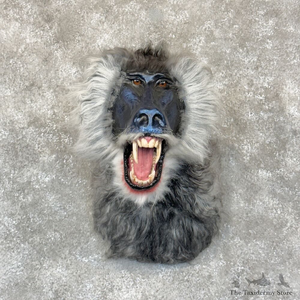 Reproduction Drill Baboon Mount For Sale #28779 @ The Taxidermy Store