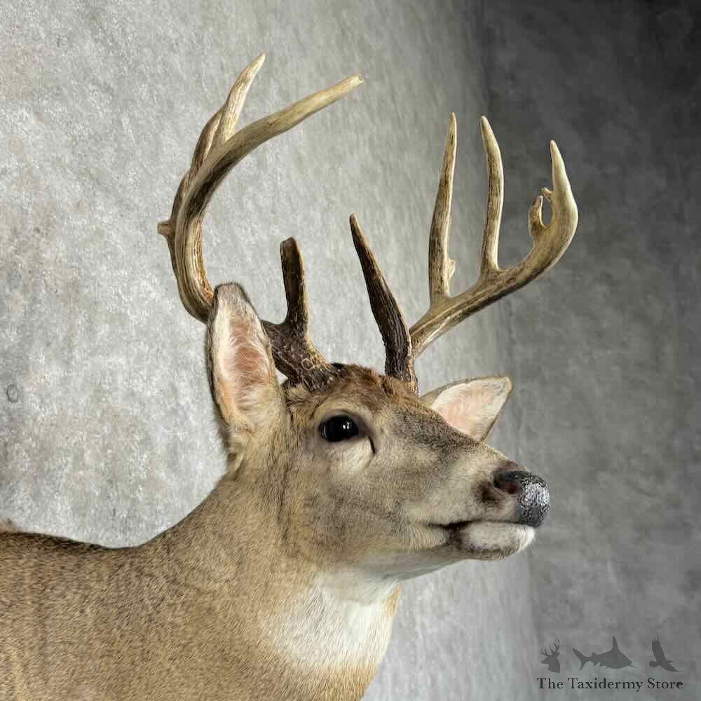 Whitetail Deer Shoulder Mount For Sale #31214 @ The Taxidermy Store